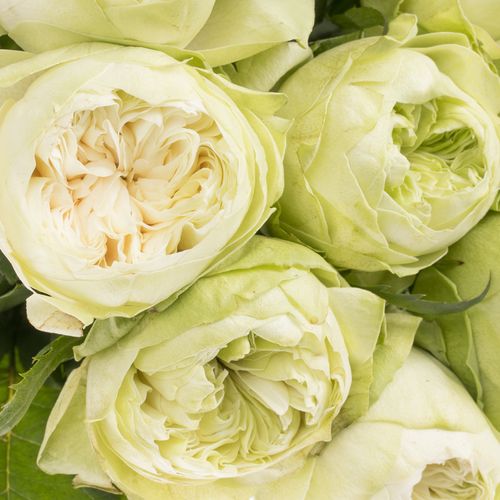 Rose weiss White Kahala 50cm gefüllt