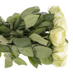 Rose weiss White Kahala 50cm gefüllt