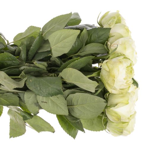 Rose weiss White Kahala 50cm gefüllt
