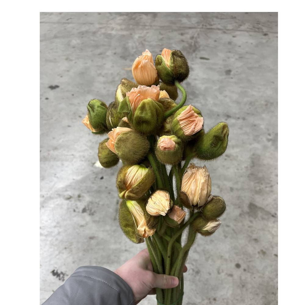 Klatschmohn Salmon Super 50cm