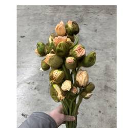 Klatschmohn Salmon Super 50cm