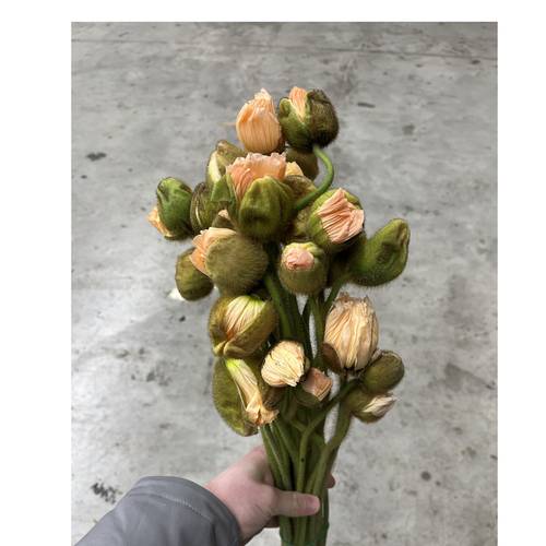 Klatschmohn Salmon Super 50cm