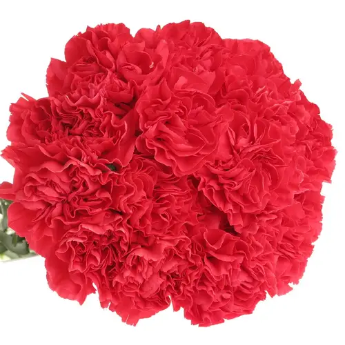 Nelke fuchsia Bizet 65cm