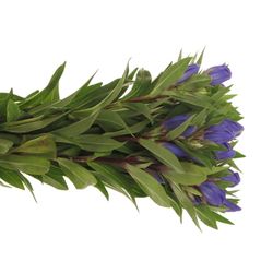 Enzian blau Kagayaki 40cm