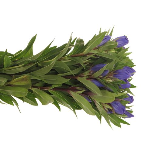 Enzian blau Kagayaki 40cm