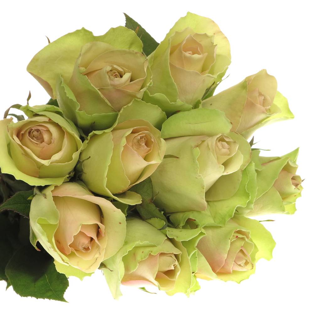 Rose hell grün/hell rosa La Belle 70cm