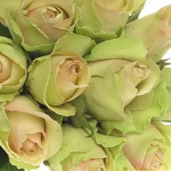 Rose hell grün/hell rosa La Belle 70cm