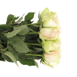 Rose hell grün/hell rosa La Belle 70cm