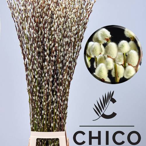 Kätzchen Snow Flake 120 cm