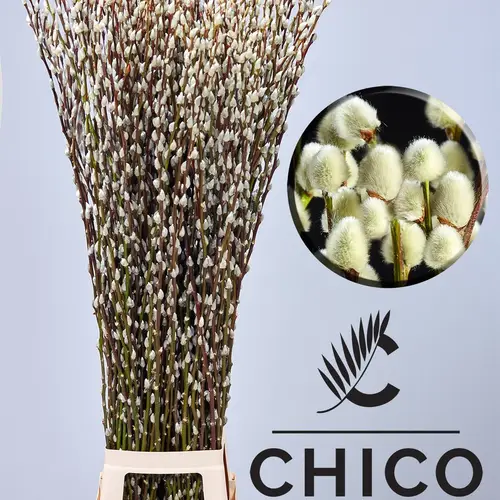 Kätzchen Snow Flake 120 cm