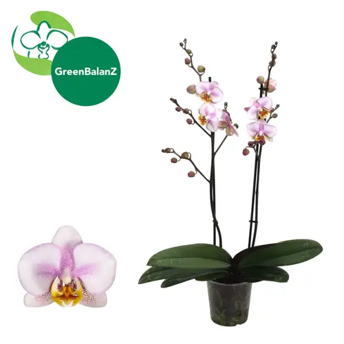 Phal.2-R Corolla Beach T12 H055