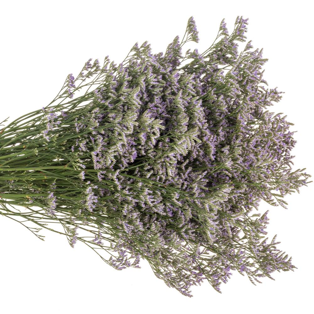 Limonium lila Skylight 26 Gramm 70cm