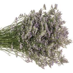 Limonium lila Skylight 26 Gramm 70cm