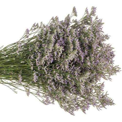 Limonium lila Skylight 26 Gramm 70cm