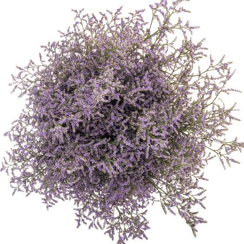 Limonium lila Skylight 26 Gramm 70cm