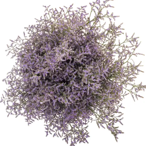 Limonium lila Skylight 26 Gramm 70cm