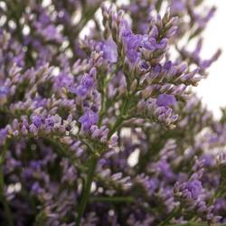 Limonium lila Skylight 26 Gramm 70cm