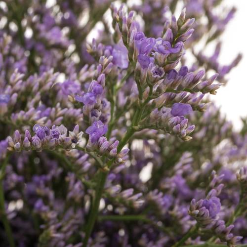 Limonium lila Skylight 26 Gramm 70cm