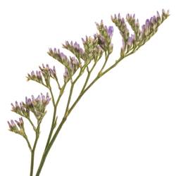 Limonium lila Skylight 26 Gramm 70cm