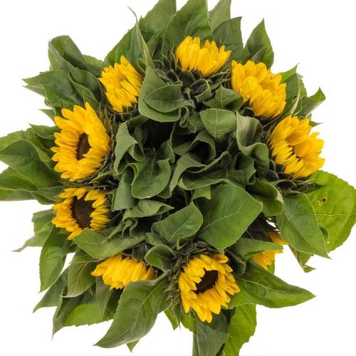 Sonnenblume gelb Vincent Choice 90cm