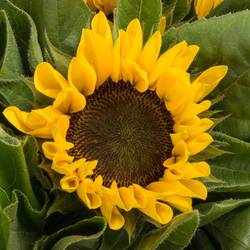 Sonnenblume gelb Vincent Choice 90cm