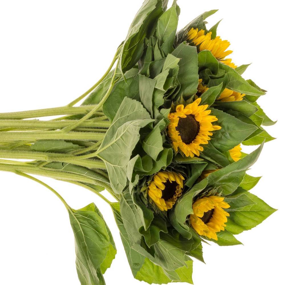 Sonnenblume gelb Vincent Choice 90cm