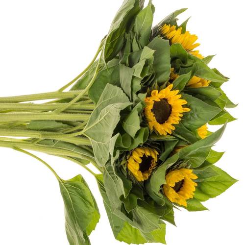 Sonnenblume gelb Vincent Choice 90cm