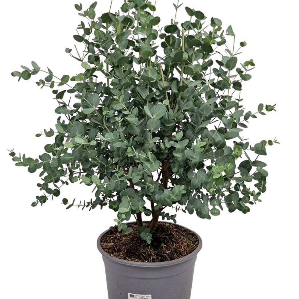 Eukalyptus Gunni Bush T24 H080