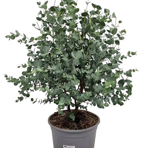 Eukalyptus Gunni Bush T24 H080