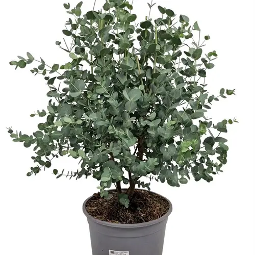 Eukalyptus Gunni Bush T24 H080