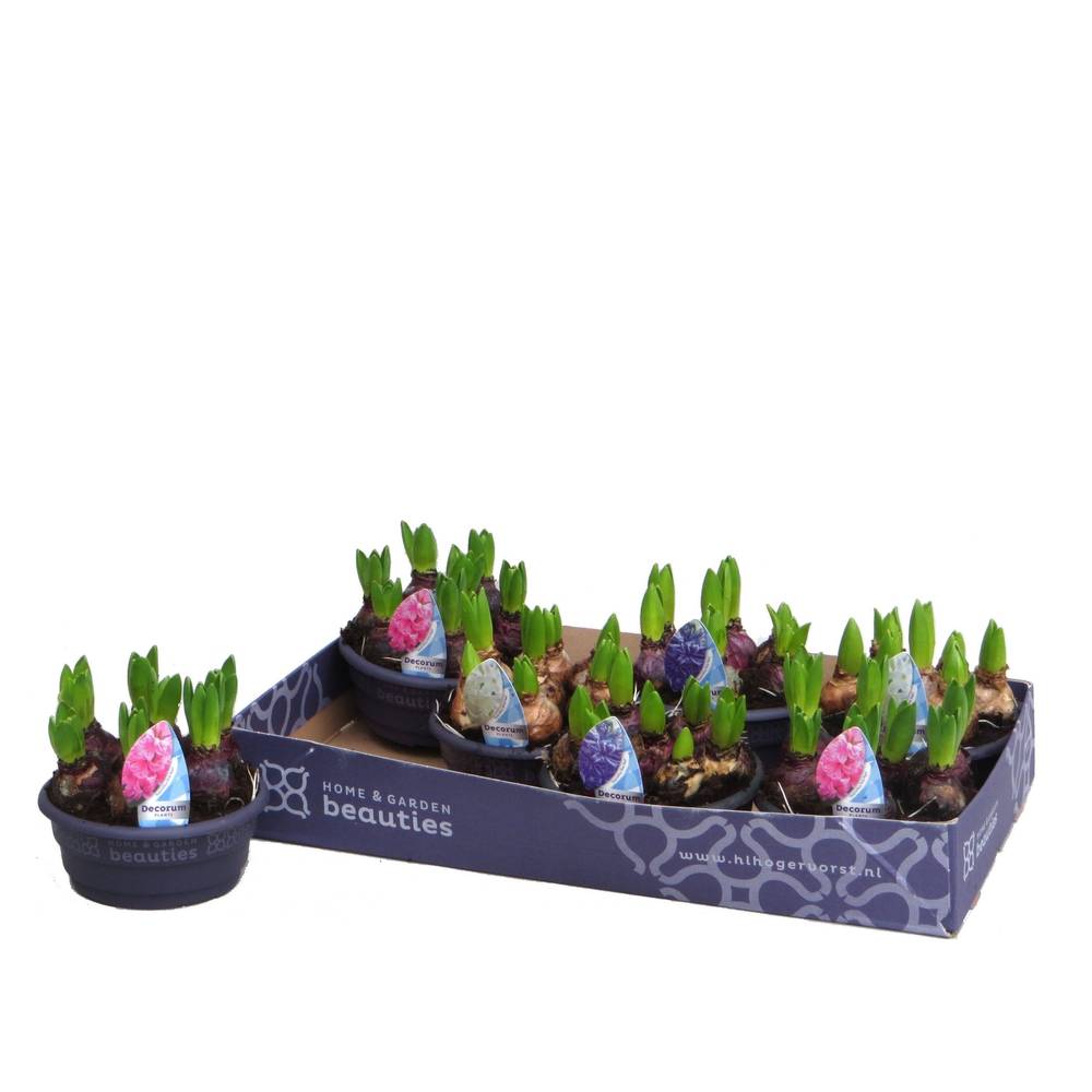 Hyazinthe 5er mix Schale T16 H015