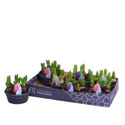 Hyazinthe 5er mix Schale T16 H015