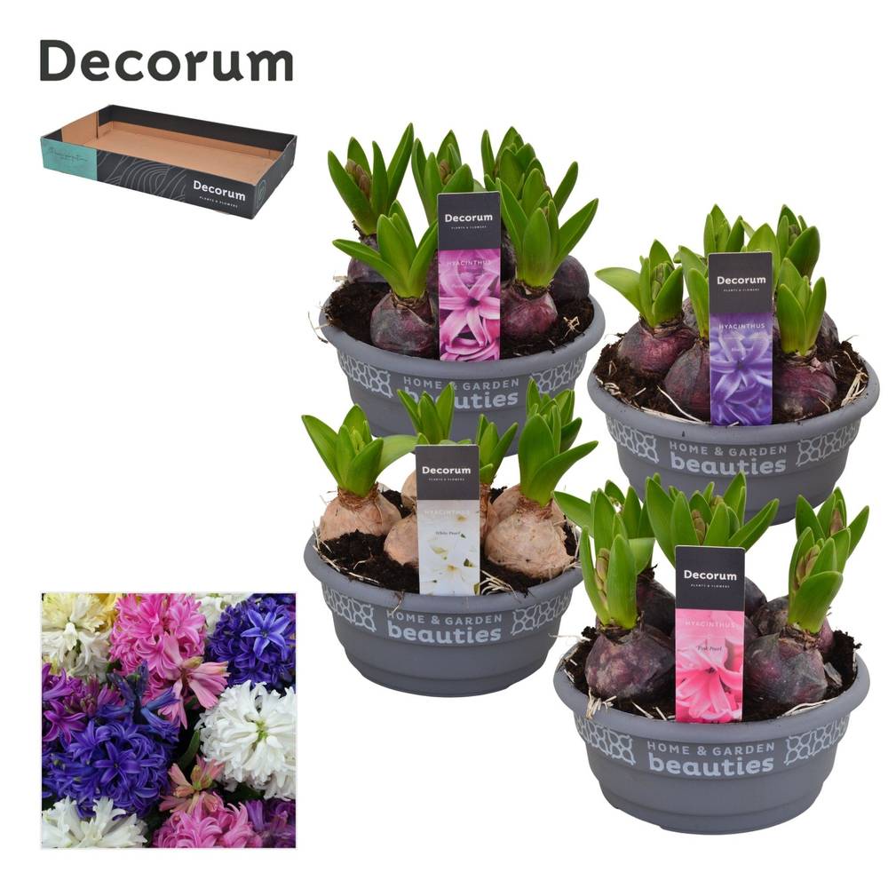 Hyazinthe 5er mix Schale T16 H015