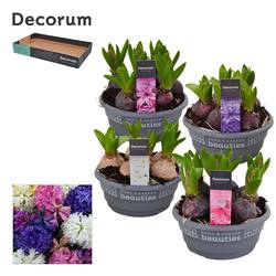 Hyazinthe 5er mix Schale T16 H015