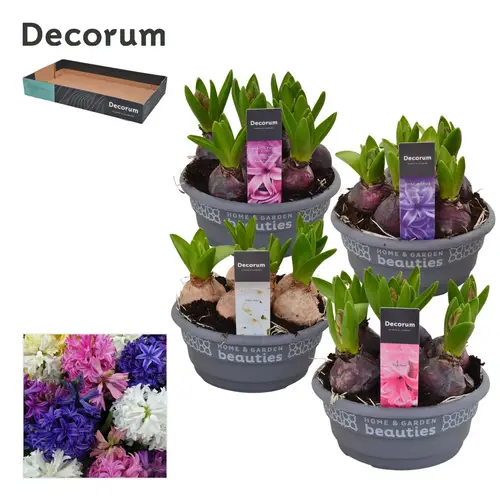 Hyazinthe 5er mix Schale T16 H015