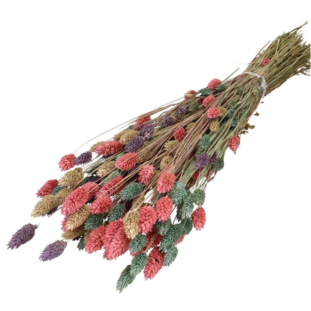 Trocken Phalaris pastel mix L65cm 175gr
