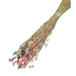 Trocken Phalaris pastel mix L65cm 100gr