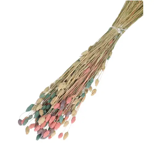 Trocken Phalaris pastel mix L65cm 100gr