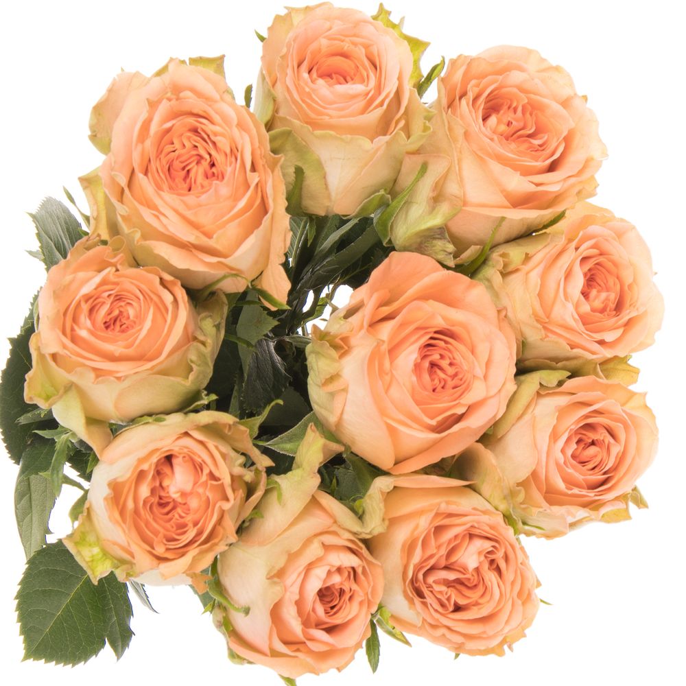 Rose apricot Barbarella 50cm