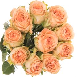 Rose apricot Barbarella 50cm