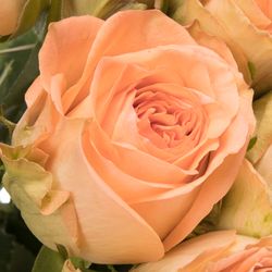 Rose apricot Barbarella 50cm