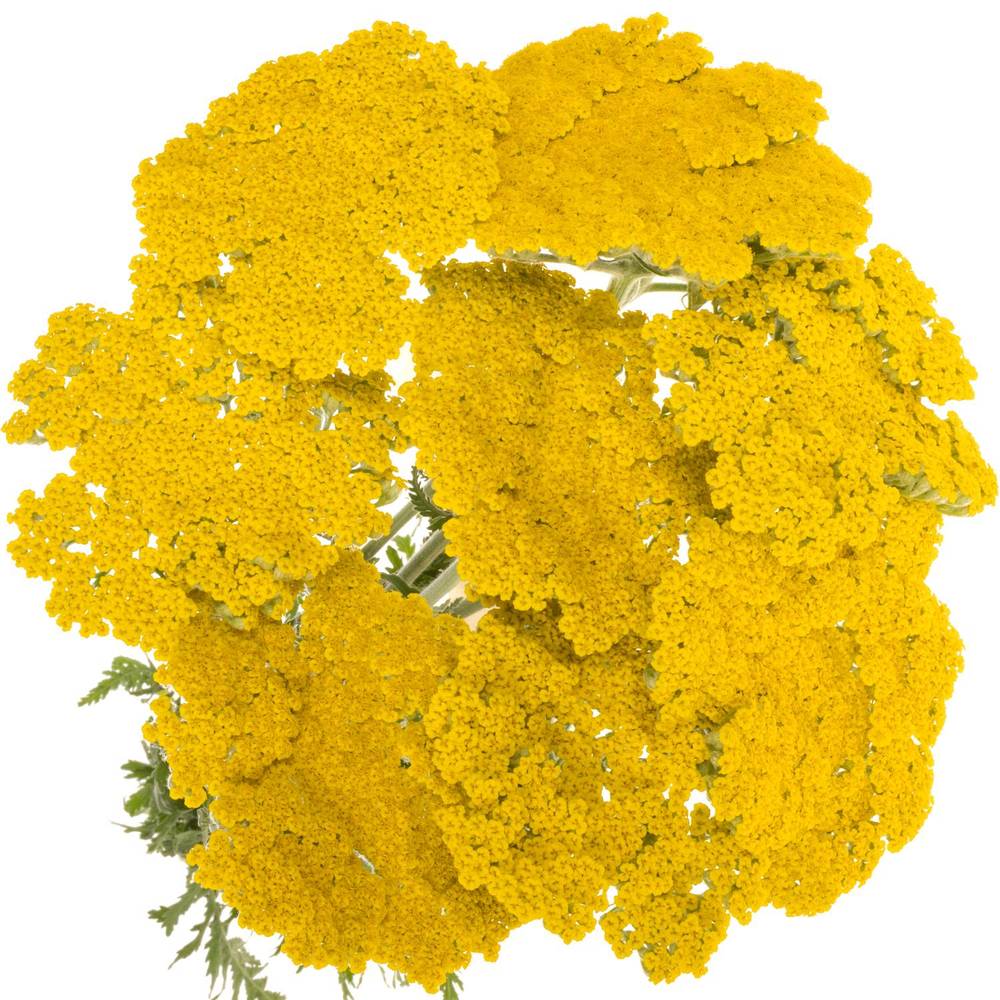 Achillea gelb Coronation 60cm