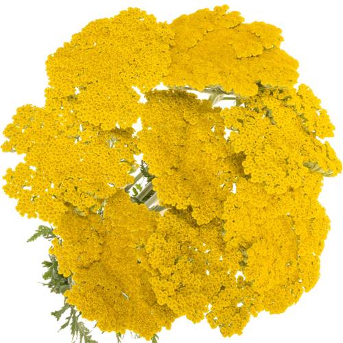 Achillea gelb Coronation 60cm