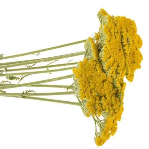 Achillea gelb Coronation 60cm