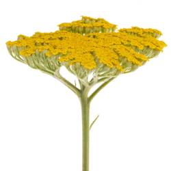 Achillea gelb Coronation 60cm