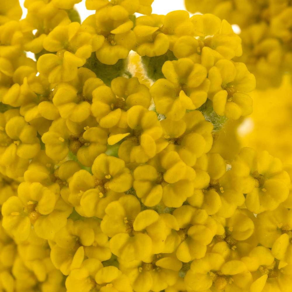 Achillea gelb Coronation 60cm