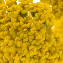 Achillea gelb Coronation 60cm