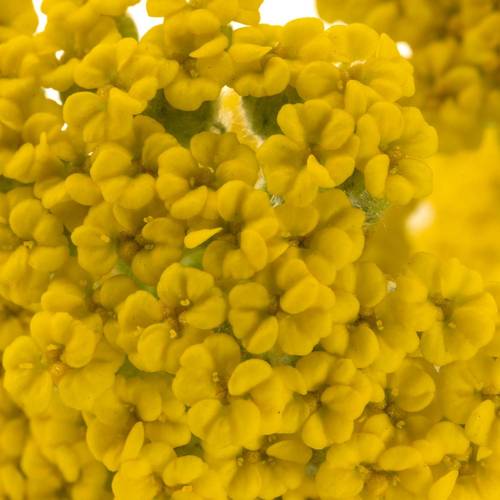 Achillea gelb Coronation 60cm