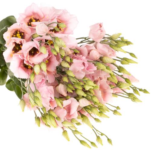 Lisianthus rosa Soft 5+Blüte 70cm