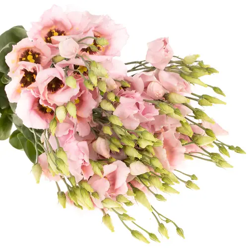 Lisianthus rosa Soft 5+Blüte 70cm